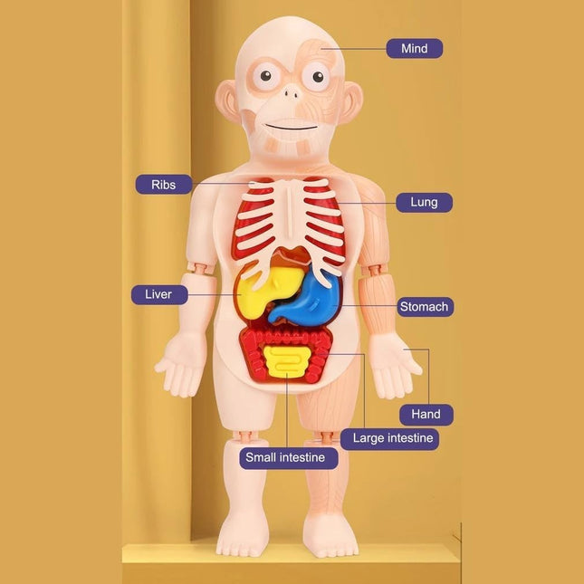 Human Body Organs & Functions Learning Toy Set