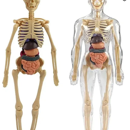 Human Body Educational Board Game – 29 Realistic Organs & Body Parts