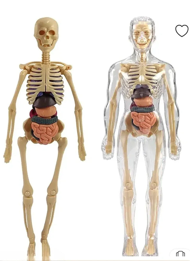 Human Body Educational Board Game – 29 Realistic Organs & Body Parts