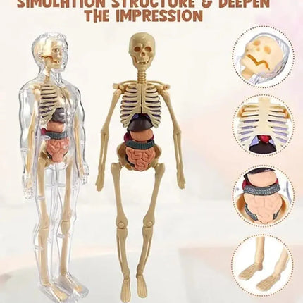 Human Body Educational Board Game – 29 Realistic Organs & Body Parts