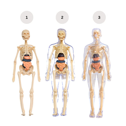 Human Body Educational Board Game – 29 Realistic Organs & Body Parts