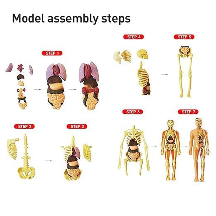 Human Body Educational Board Game – 29 Realistic Organs & Body Parts