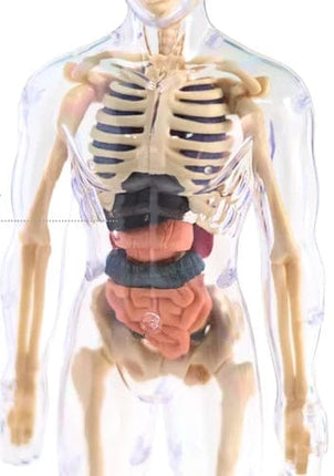 Human Body Educational Board Game – 29 Realistic Organs & Body Parts