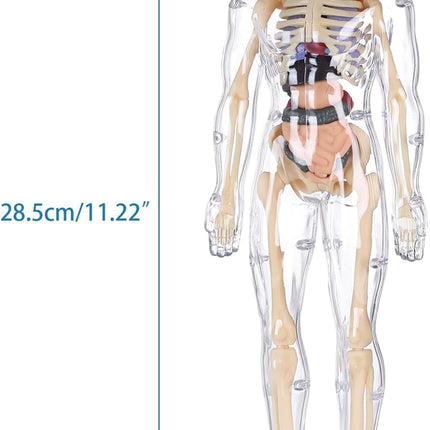 Human Body Educational Board Game – 29 Realistic Organs & Body Parts