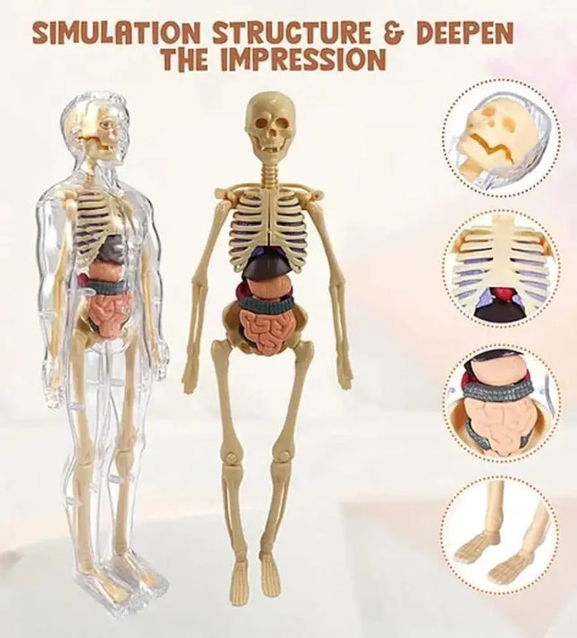 Human Body Educational Board Game – 29 Realistic Organs & Body Parts