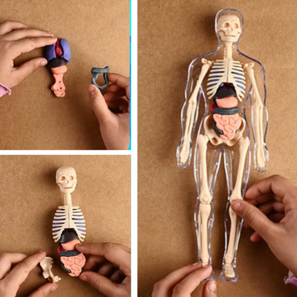 Human Body Educational Board Game – 29 Realistic Organs & Body Parts
