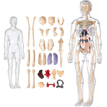 Human Body Educational Board Game – 29 Realistic Organs & Body Parts