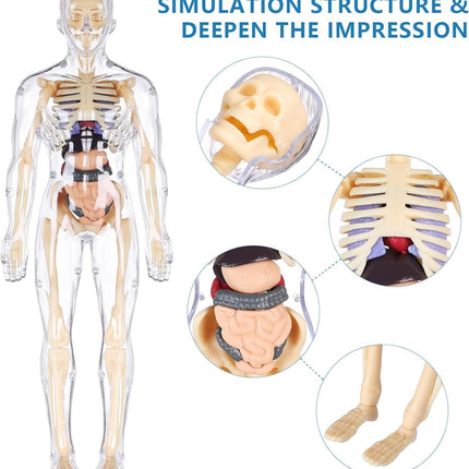 Human Body Educational Board Game – 29 Realistic Organs & Body Parts